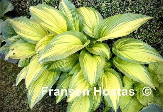 Hosta First Love